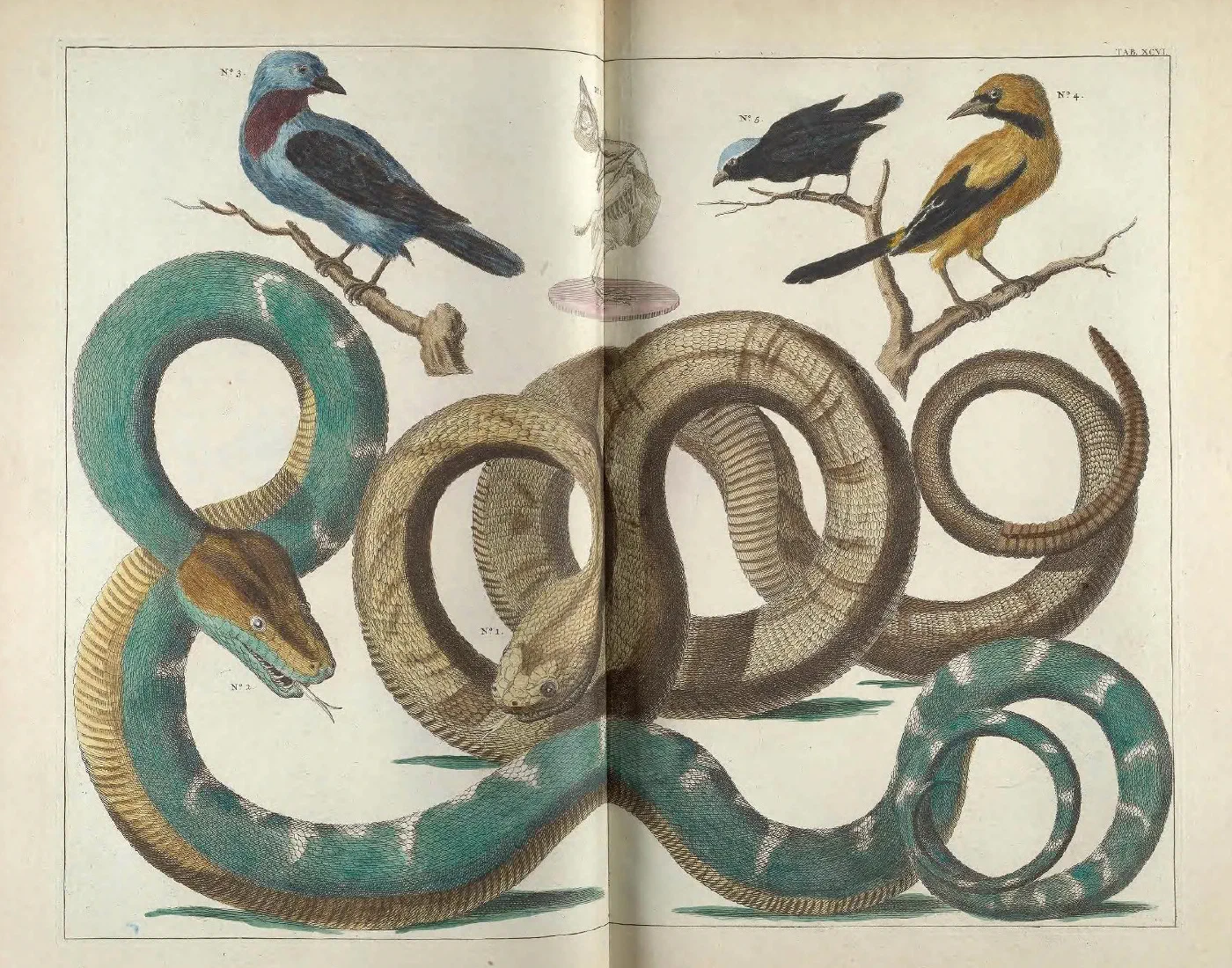 A hand-coloured plate from Albertus Seba's Thesaurus (1735), two large coiled snakes, one green and one sand-coloured, with three birds perched on branches above them.